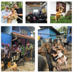 Animal SOS Sri Lanka: A Sanctuary Built on Compassion and Second Chances